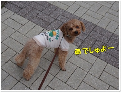 DSC08141.JPG