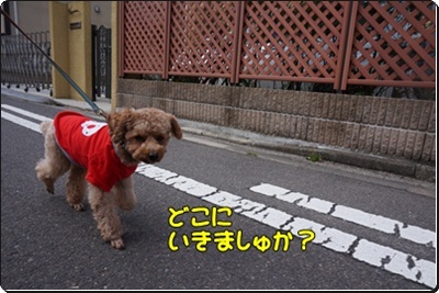 DSC08260.JPG