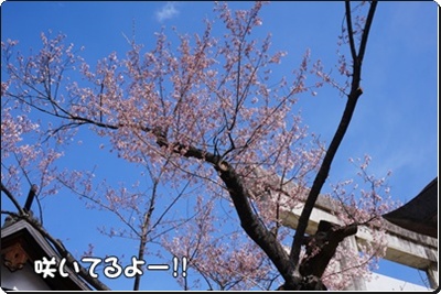 DSC08265.JPG