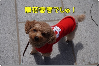 DSC08271.JPG