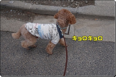 DSC08292.JPG