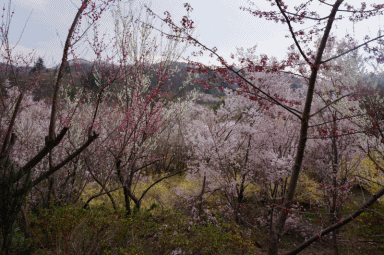 景色4.gif