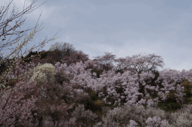 景色5.gif