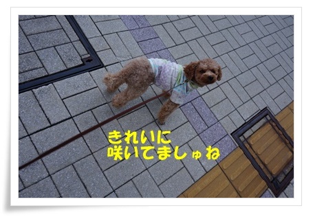 DSC08928.JPG
