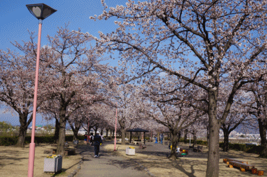 さくら3.gif