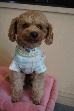新服.gif