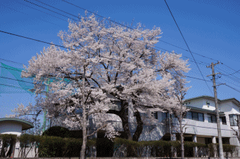 橘.gif