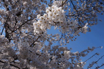 信夫山.gif