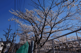 聖母小.gif