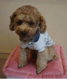 ポロシャツ.gif