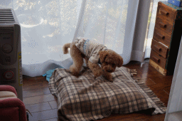 興奮.gif