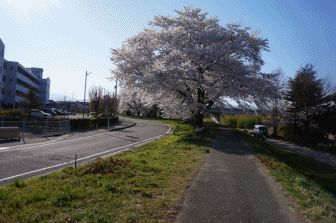 桜1.gif