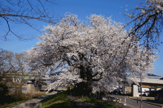 桜2.gif