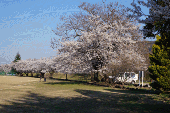桜3.gif