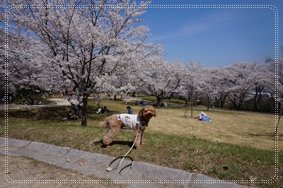 DSC09519.JPG