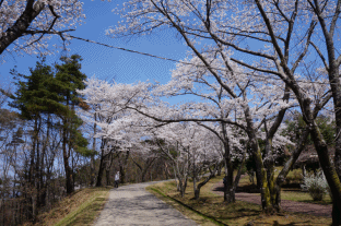 桜1.gif