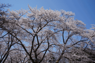 桜2.gif