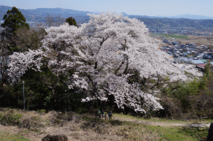 桜3.gif
