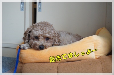 DSC00428.JPG