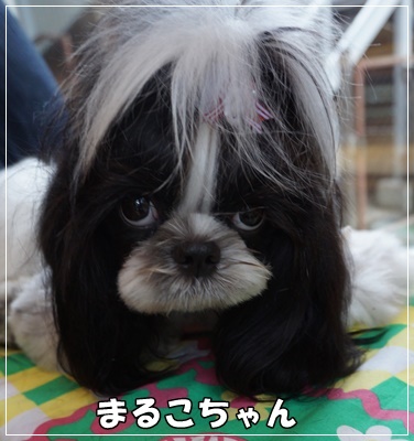 DSC03479.JPG