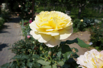 薔薇1.gif