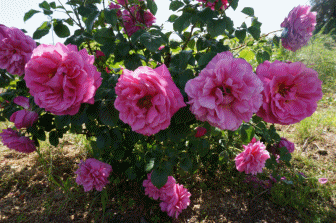薔薇2.gif