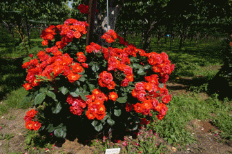 薔薇3.gif