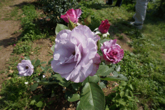 薔薇4.gif