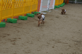 走る.gif