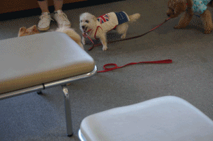 もも怒る.gif