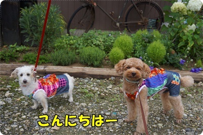 DSC05997.JPG
