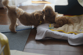 あそぼー.gif