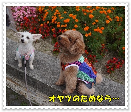 DSC07095.JPG