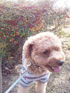 2014-11-12_05.48.32decr.jpg