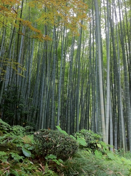 画像 394.jpg