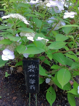 画像 410.jpg