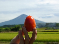 ノマド