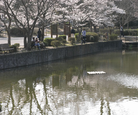 桜