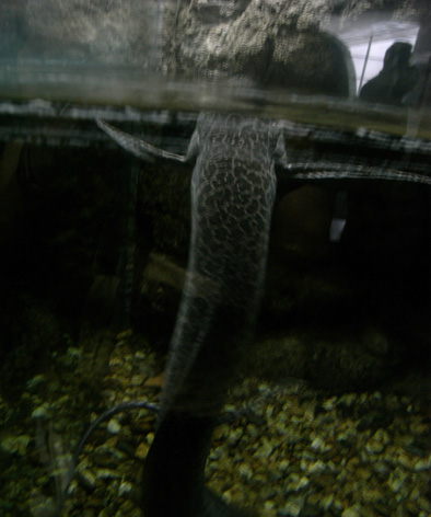 肺魚