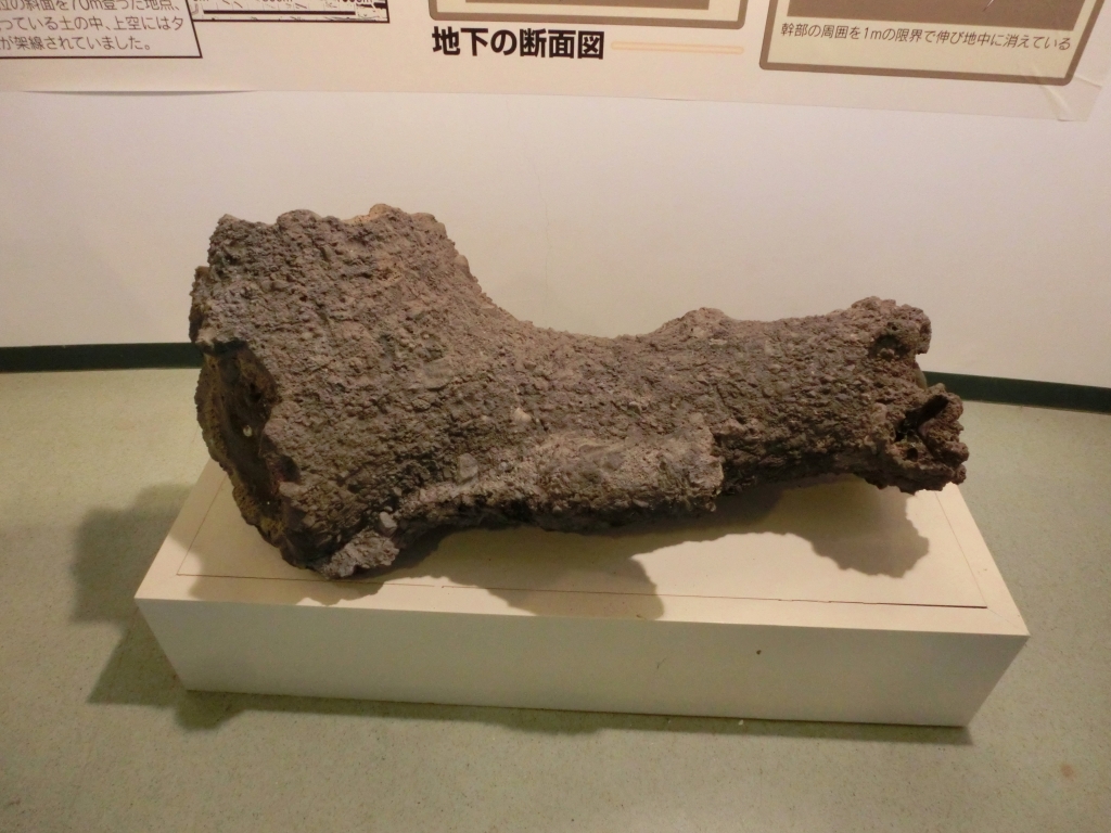 233回目 岩見沢郷土科学館の雷管石（カミナリ石） | 北の暮らしあれこれ