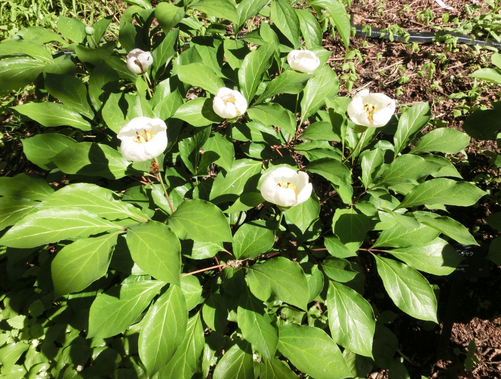 507回目 山野草の花と実・種 ヤマシャクヤクとマムシグサ | 北の暮らし