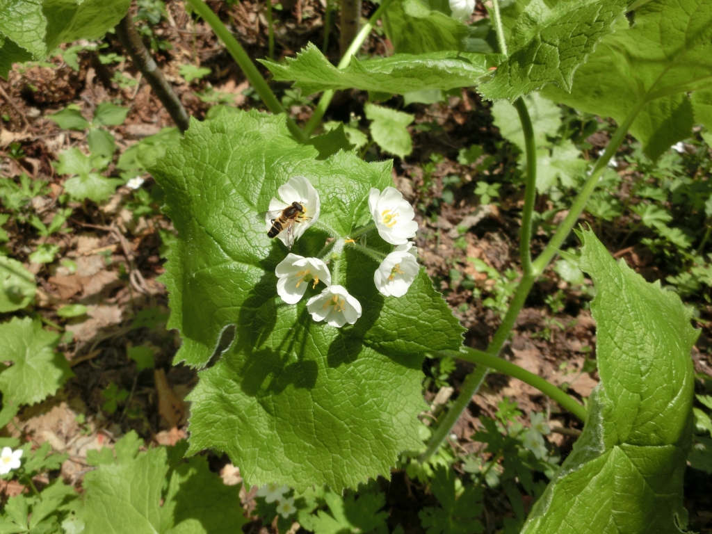 ５１６回目 山野草の花と実・種 サンカヨウ ユキザサ ルイヨウショウマ ルイヨウボタン | 北の暮らしあれこれ