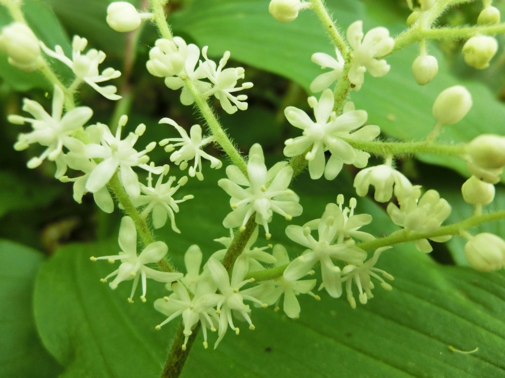 ５１６回目 山野草の花と実・種 サンカヨウ ユキザサ ルイヨウショウマ ルイヨウボタン | 北の暮らしあれこれ