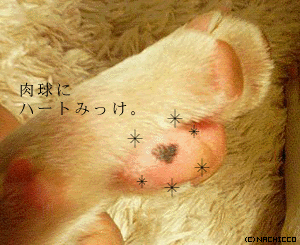 2008/0520/dog