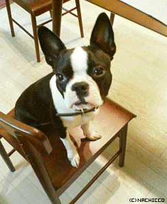 2008/0525/dog