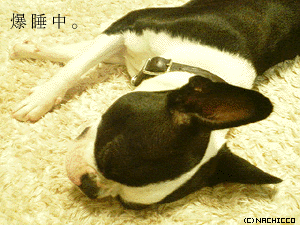 2008/0528/dog