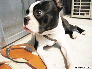 2008/0612/dog