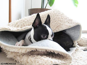 2008/0627/dog
