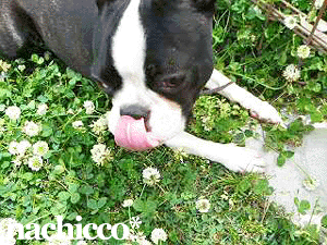 2008/0811/dog