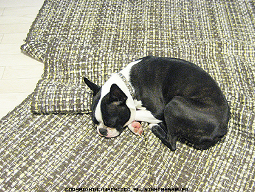 2009/04/13/dog01